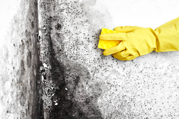 Best Mold Cleaning Services  in National City, CA