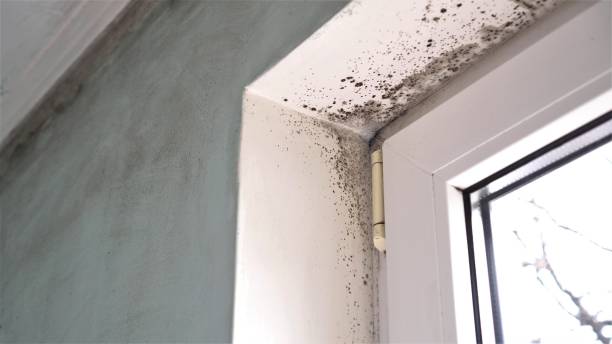 Best Emergency Mold Removal  in National City, CA