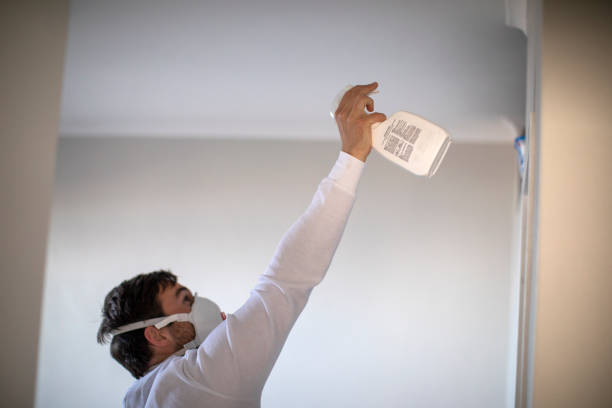 Best Same-Day Mold Removal  in National City, CA