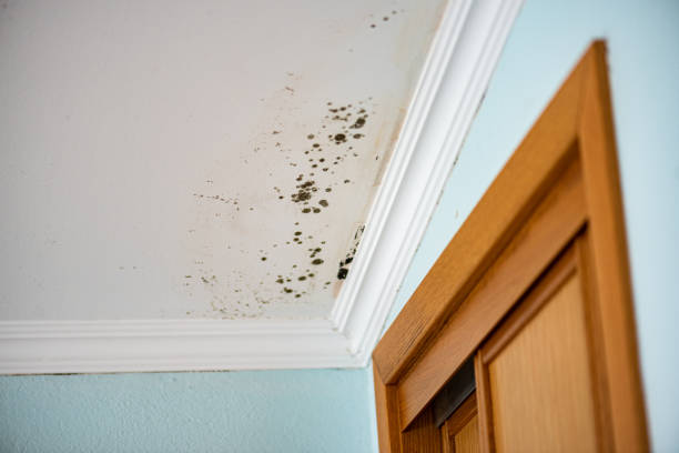 Best Local Mold Removal Service  in National City, CA