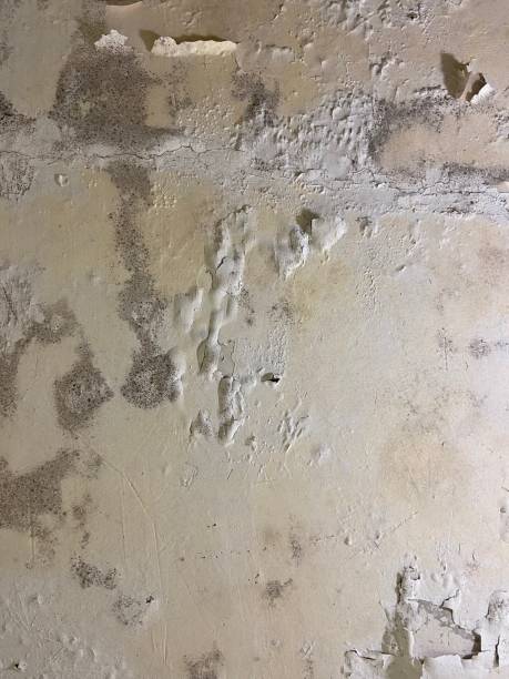 Best Residential Mold Removal  in National City, CA