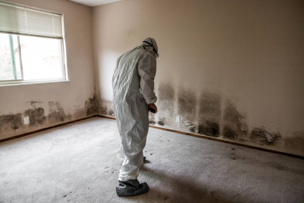 Best Certified Mold Removal  in National City, CA