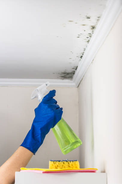 Best Mold Removal Specialists  in National City, CA