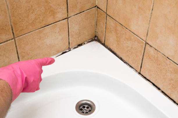 Best Professional Mold Removal  in National City, CA