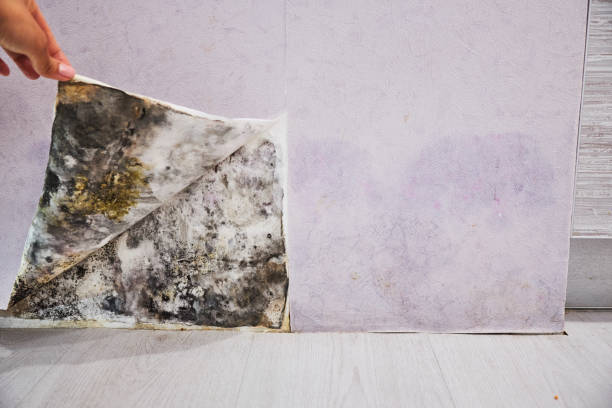 Best Affordable Mold Removal  in National City, CA